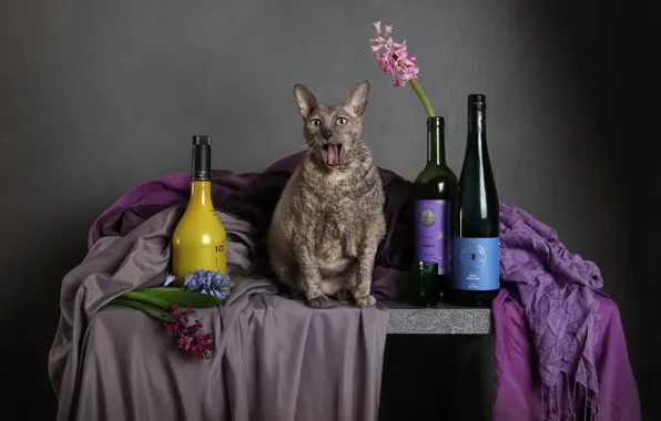 Language, cat, cat, look, flowers, pose, table, grey