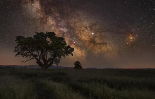 Field, the sky, stars, night, tree, The milky way