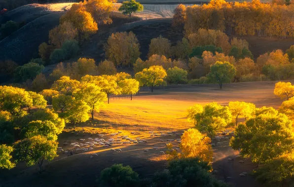 Field, autumn, light, trees, nature, hills, sheep, morning