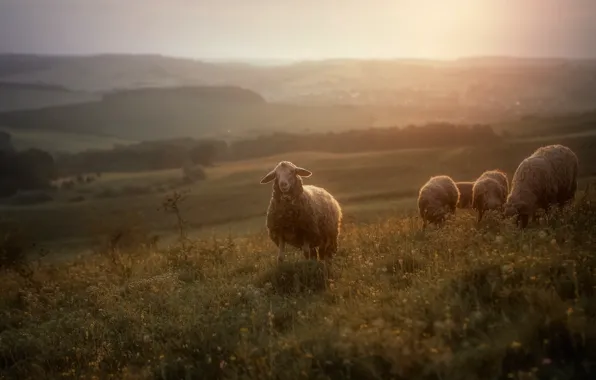 Field, nature, sheep