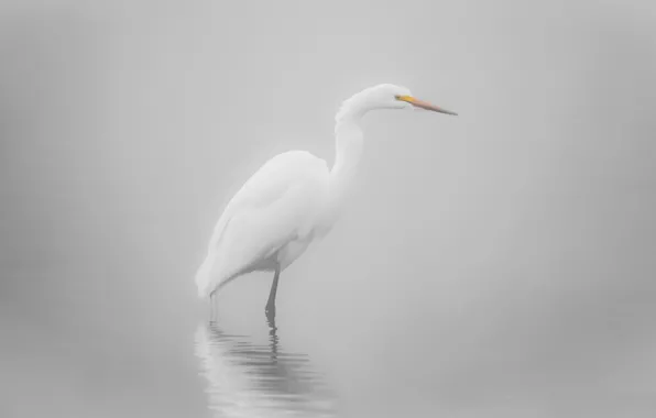 Picture white, fog, bird, light background, pond, Heron