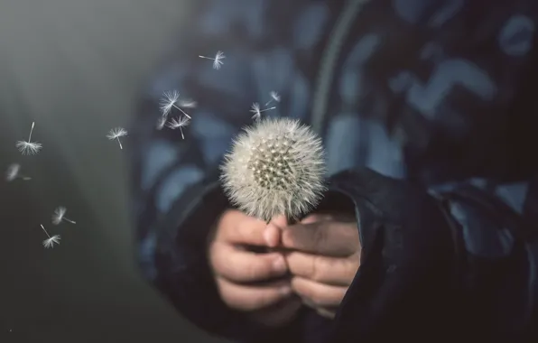 Children, background, dandelion