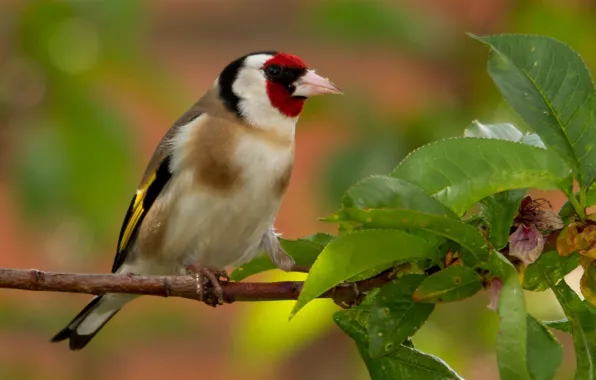 Picture leaves, bird, branch, goldfinch