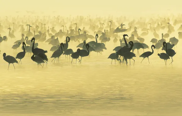 Water, The evening, Fog, Birds, Africa, Beige, River, Africa