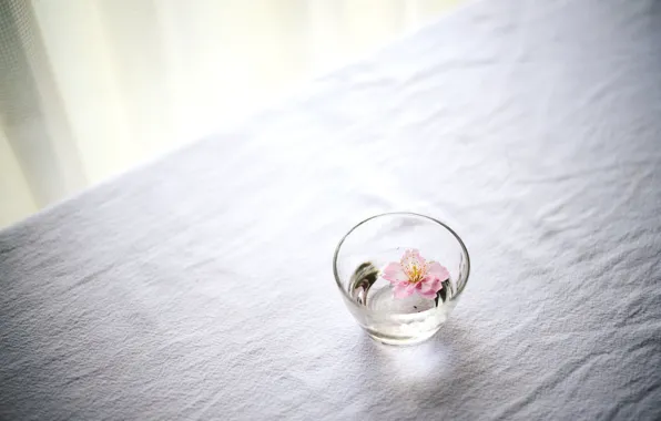 Flower, glass, sill