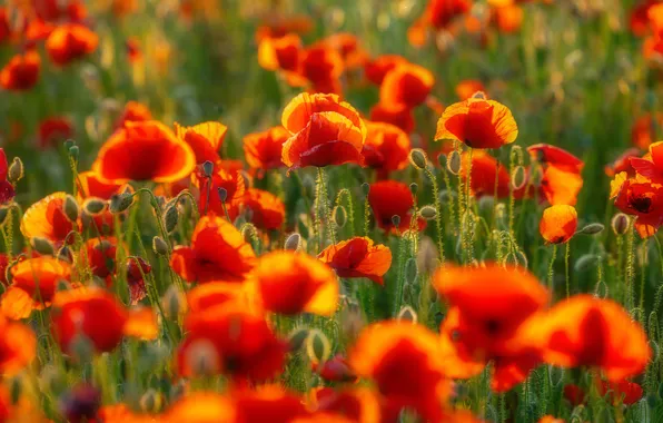 Greens, summer, light, flowers, bright, Maki, meadow, red