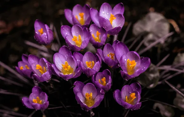 Drops, flowers, the dark background, spring, crocuses, clearing, lilac