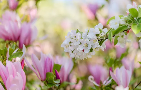 Leaves, light, flowers, cherry, branch, spring, garden, pink