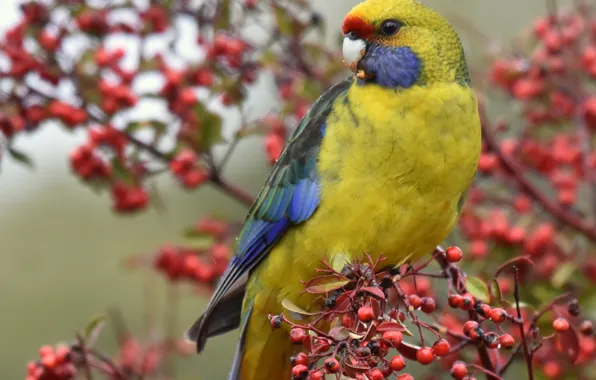 Branches, berries, bird, parrot, Green Rosella