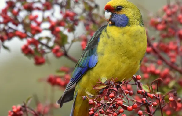 Picture branches, berries, bird, parrot, Green Rosella