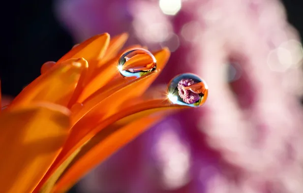 Flower, water, drops, Rosa, reflection, petals