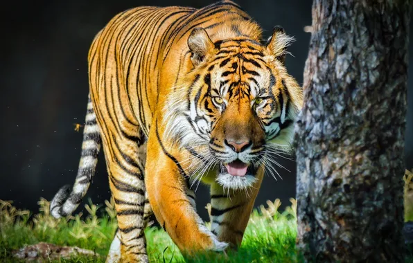 Language, face, tiger, predator, wild cat