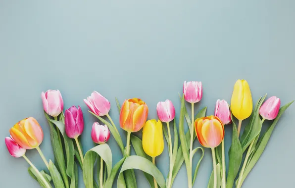 Flowers, colorful, tulips, fresh, wood, flowers, beautiful, tulips