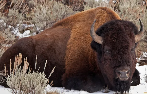 Picture animal, wildlife, buffalo, bison