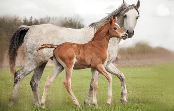 Nature, background, horse