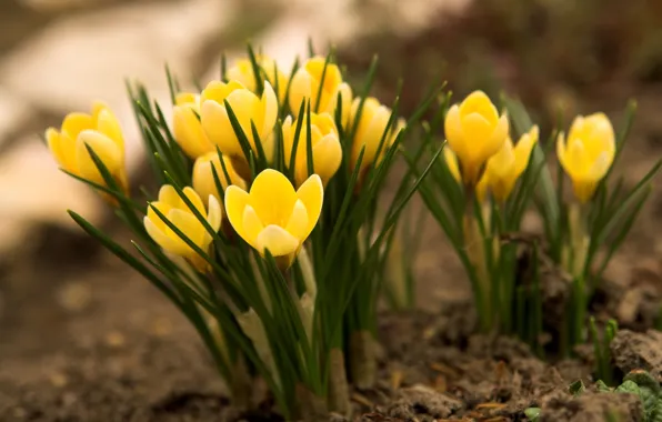 Picture grass, macro, flowers, nature, earth, spring, yellow, crocuses