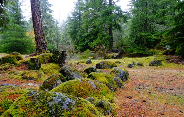 Picture forest, stones, glade, moss