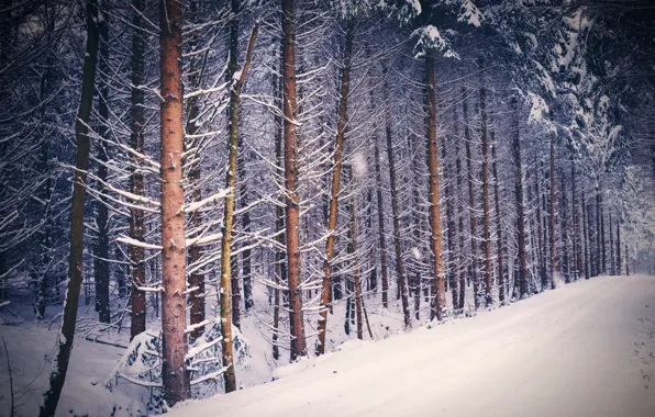 Winter, forest, snow