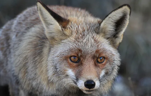 Look, face, Fox, red, ears