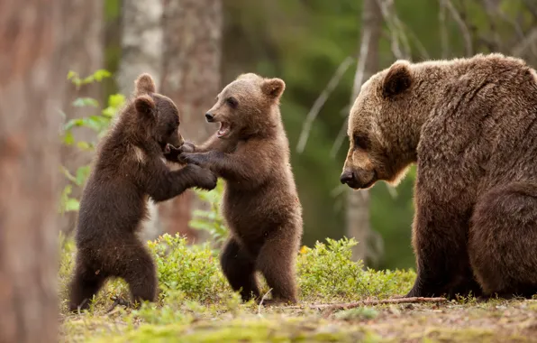 Picture greens, forest, the game, bears, bear