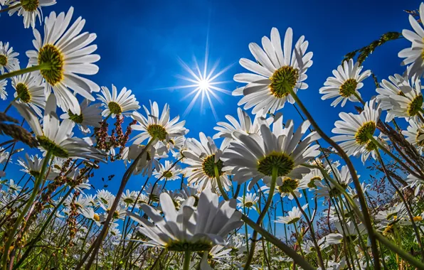 Picture field, flowers, chamomile, white, a lot, blue sky, chamomile field