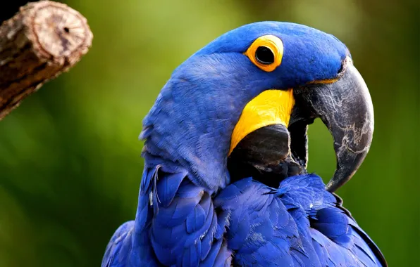 Picture bird, large parrot, hyacinth macaw, Anodorhynchus hyacinthinus
