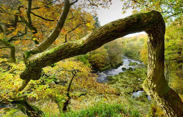 England, North Yorkshire, the river wharfe