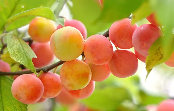 Picture nature, plum, drain