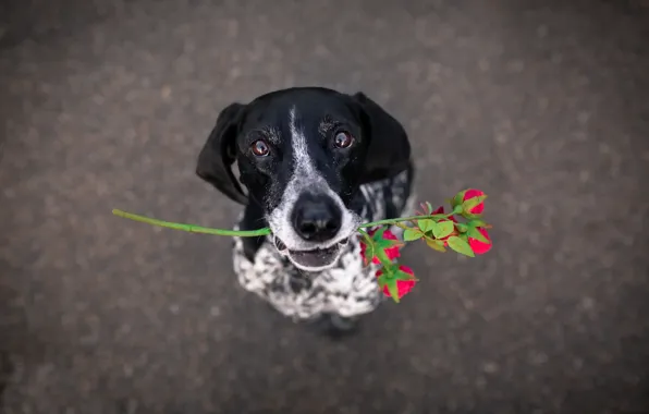 Picture flower, each, dog