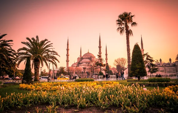 Flowers, palm trees, lawn, tulips, tower, temple, Istanbul, Turkey