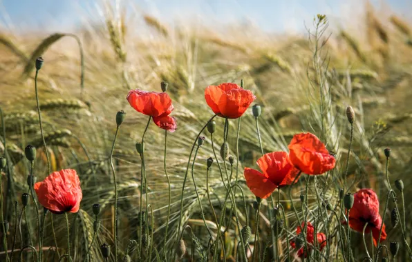 Flowers, rye, Maki, red, ears, cereals, rye field