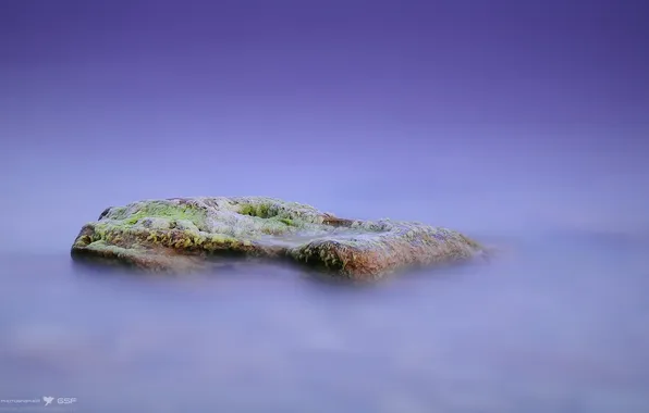 Sea, algae, stone