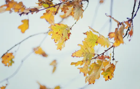 Autumn, macro, branches, foliage, oak