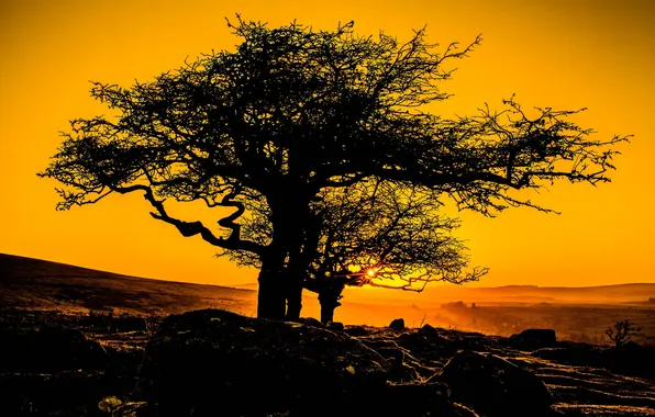 Picture the sky, sunset, tree, slope, silhouette