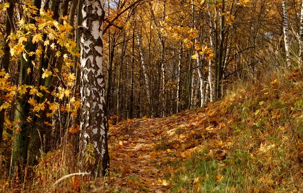 Autumn, leaves, trees