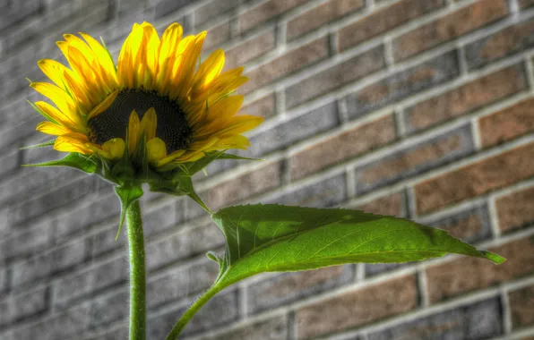Picture leaves, wall, sunflower, petals