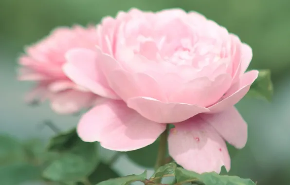 Flower, leaves, macro, pink, tenderness, rose, petals, Bud