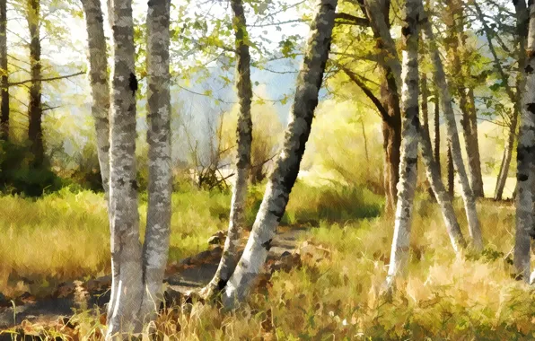 Picture nature, background, birch