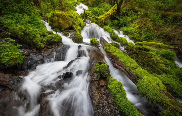 Forest, waterfall, moss, cascade, Columbia River Gorge, The Columbia river gorge