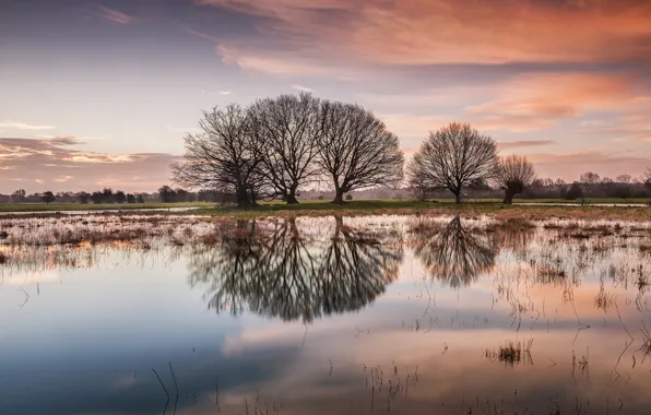 Trees, lake, reflection, dawn