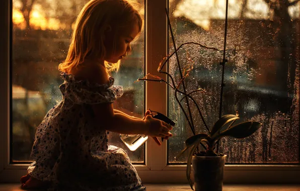 Picture flower, window, girl, watering