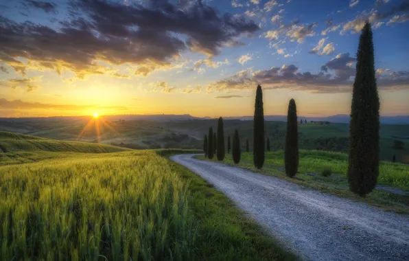 Road, the sun, rays, light, trees, field, morning, Italy