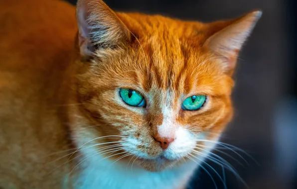 Cat, cat, look, portrait, red, muzzle, green eyes, cat
