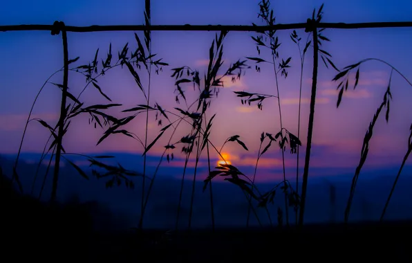 Picture the sky, grass, clouds, macro, sunset, mountains, plant