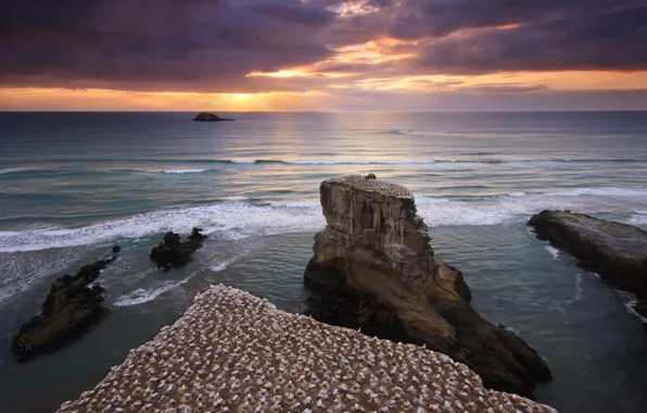 Sea, the sky, water, sunset, birds, rocks, shore, New Zealand