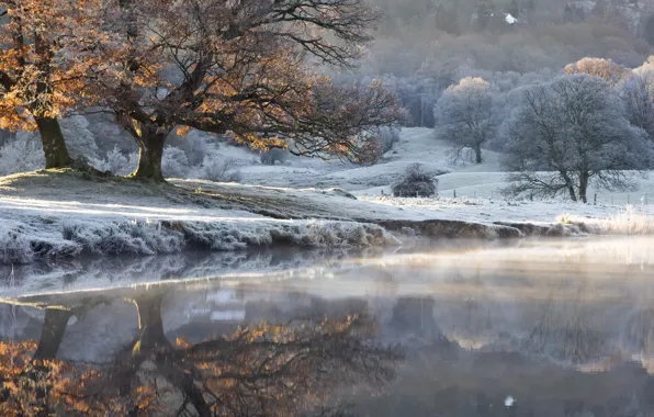 Picture autumn, fog, lake, tree