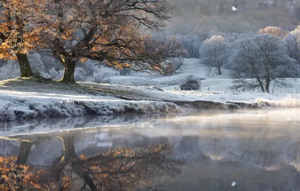 Autumn, fog, lake, tree