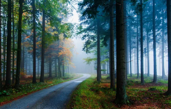Picture autumn forest, misty morning, the bend in the road