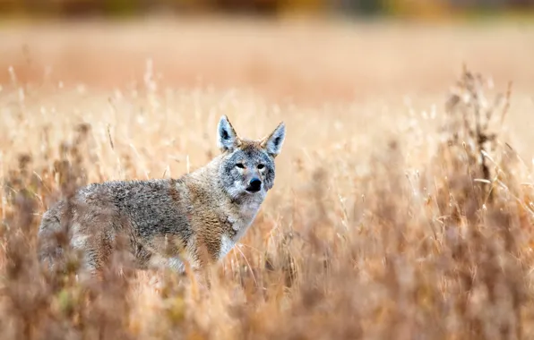 Field, grass, nature, bokeh, coyote