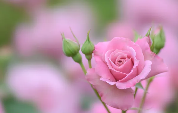 Picture pink, rose, buds, bokeh